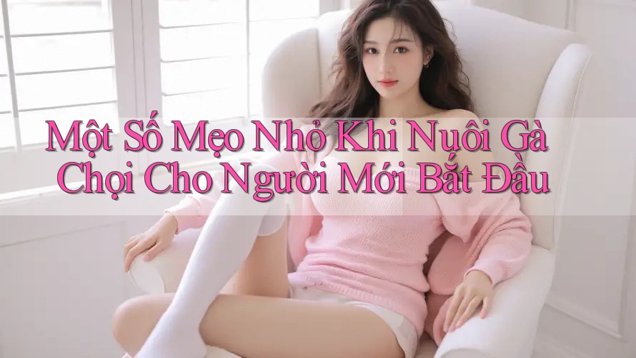 Một Số Mẹo Nhỏ Khi Nuôi Gà Chọi Cho Người Mới Bắt Đầu